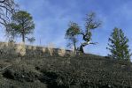 PICTURES/Bandera Volcano/t_Trees in Pumis1.JPG